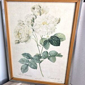 Pierre Joseph Redoute Art Damascene Rose - Very Rare Print